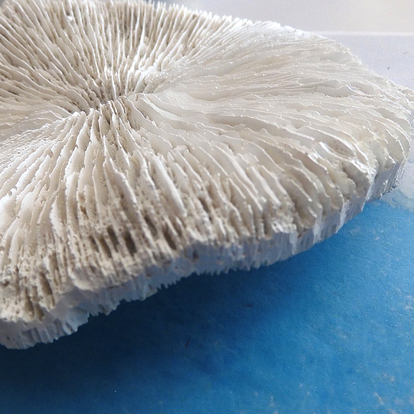 COASTAL STYLE CORAL MUSHROOM DECOR SHELL