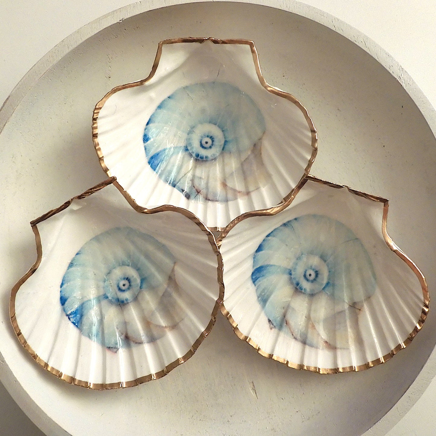 SCALLOP SHELL TRINKET DISH - 'NAUTILUS SHELL'