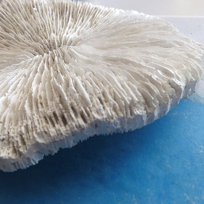 COASTAL STYLE CORAL MUSHROOM DECOR SHELL