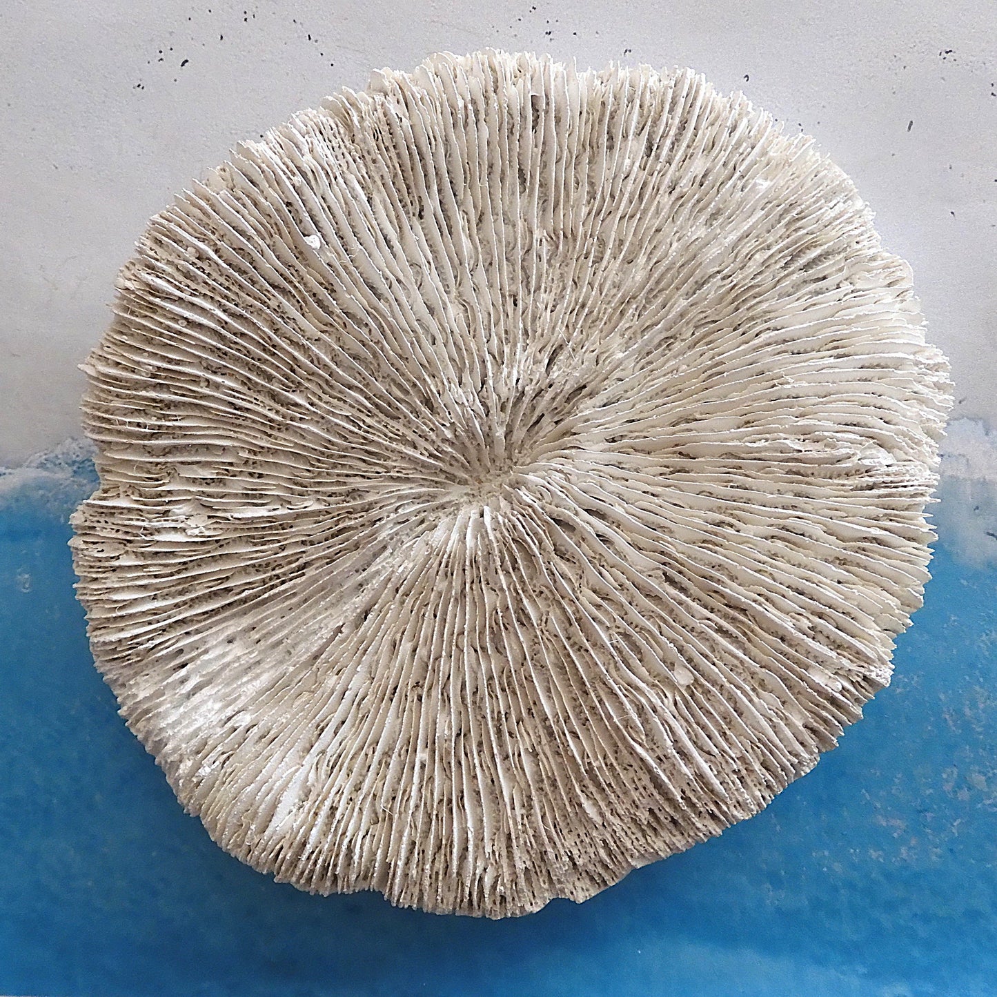 COASTAL STYLE CORAL MUSHROOM DECOR SHELL