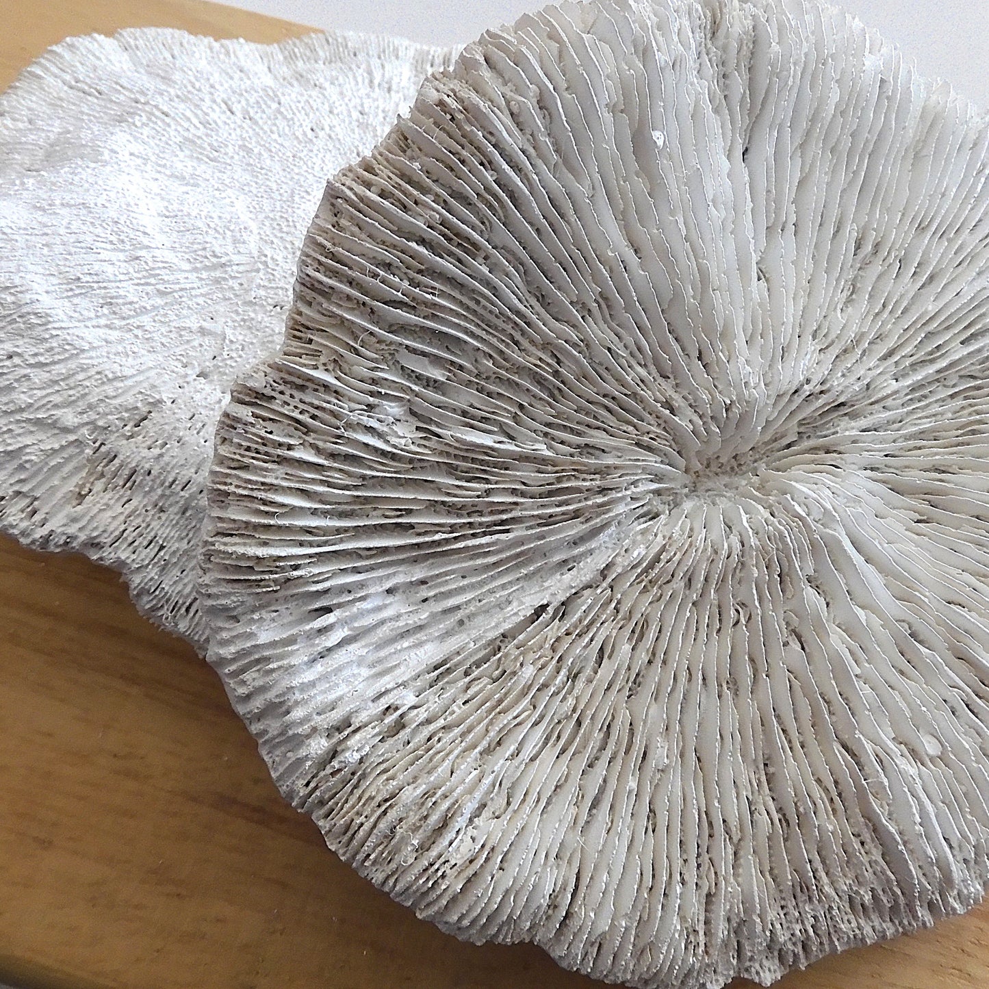 COASTAL STYLE CORAL MUSHROOM DECOR SHELL