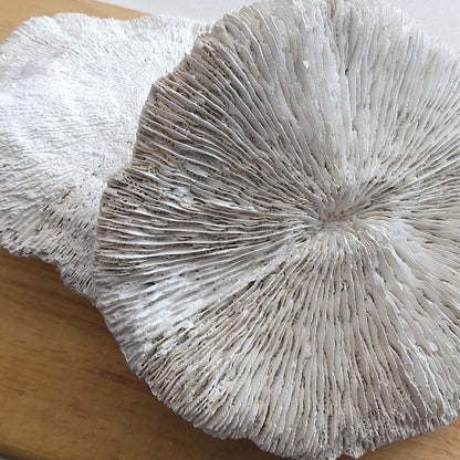 COASTAL STYLE CORAL MUSHROOM DECOR SHELL