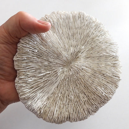 COASTAL STYLE CORAL MUSHROOM DECOR SHELL